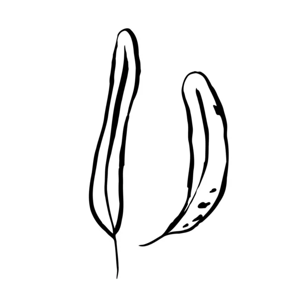 Φθινοπωρινά Φύλλα Χειροποίητο Ανάγλυφο Βότανο Λευκό Φόντο Γραφική Εικόνα Φυτού — Διανυσματικό Αρχείο