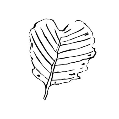 Sonbahar taslak yaprağı. Beyaz arka planda elle çizilmiş bitki dokusu. Karalama grafik bitki görüntüsü. Doğa, bahçe, orman, sonbahar tabelası. Oyulmuş yaprak. Vektör botanik yaz illüstrasyonu
