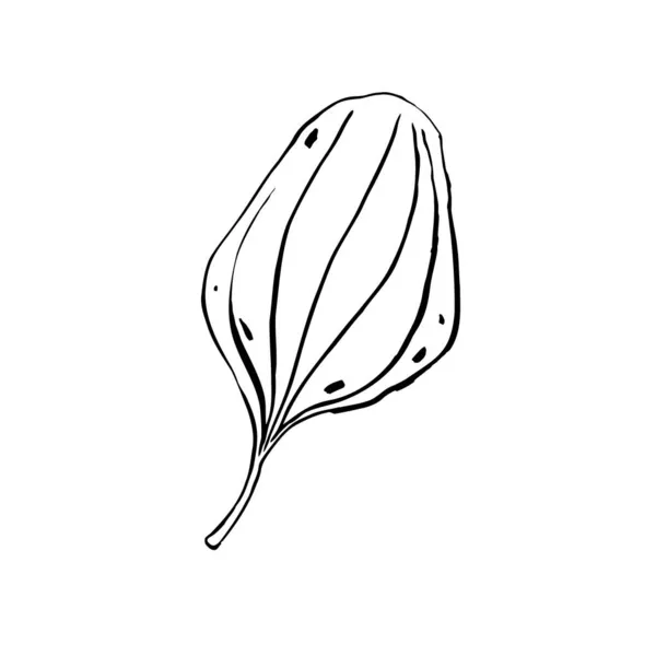 Φθινοπωρινό Σχέδιο Περίγραμμα Φύλλο Plantain Χειροποίητο Ανάγλυφο Βότανο Λευκό Φόντο — Διανυσματικό Αρχείο