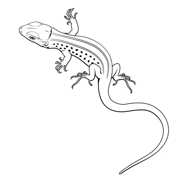 Lizard Vector Clipart All Elements Colorable —  Vetores de Stock