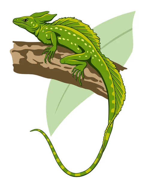 Groene Basilisk Jesus Lizard Basiliscus Plumifrons Vectorillustratie — Stockvector