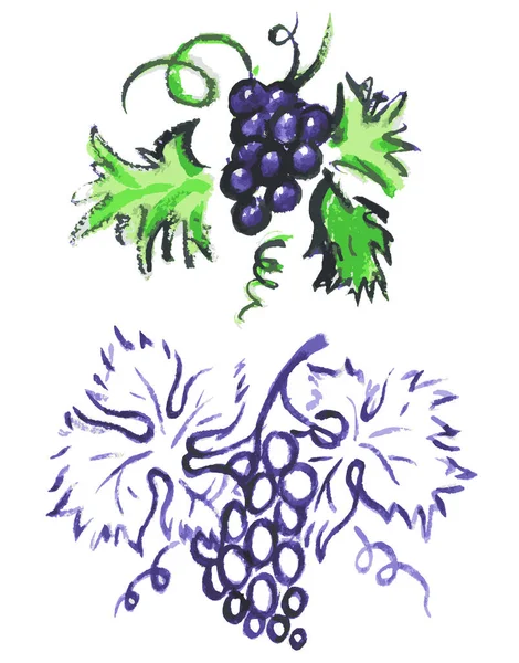 Dessin Vectoriel Aquarelle Branche Vigne Avec Raisin Mûr Feuilles — Image vectorielle