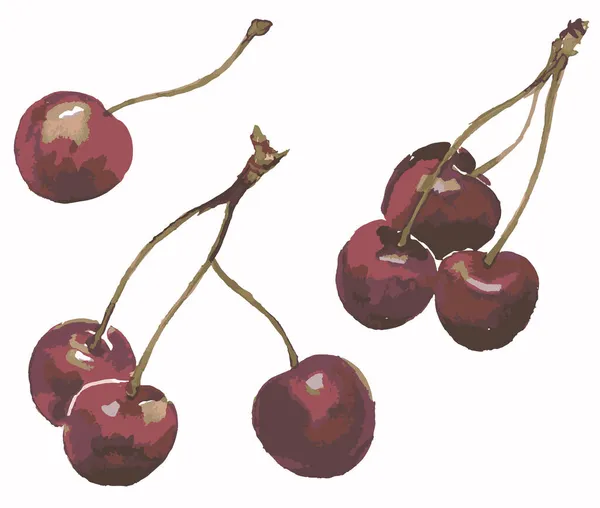 Dessin Vectoriel Aquarelle Cerises Mûres — Image vectorielle