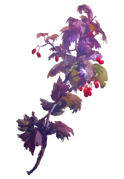 Акварельный Векторный Рисунок Боярышника Осенней Ветви Спелыми Ягодами — стоковый вектор