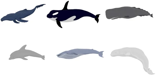 Jeu Dessin Animé Baleines Béluga Épaulard Rorqual Bosse Cachalot Rorqual — Photo