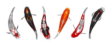 Japon koi balığı çizimlerinin vektör kümesi