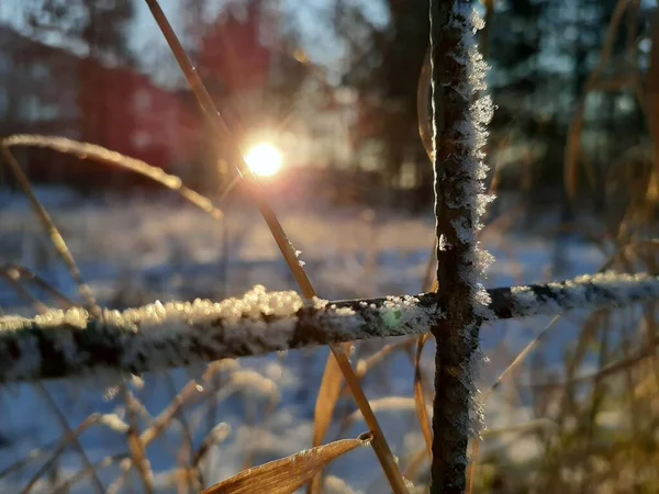 晚上好太阳落在树的轮廓上 栅栏上的水晶 蓝色的雪透过栅栏的铁栅栏看得见 剩下的绿草不多了 — 图库照片