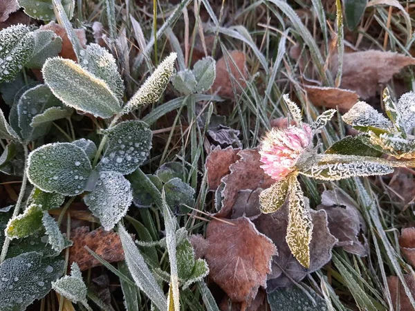 Libérez Vous Sur Gazon Les Congés Tôt Matin Cristaux Eau — Photo