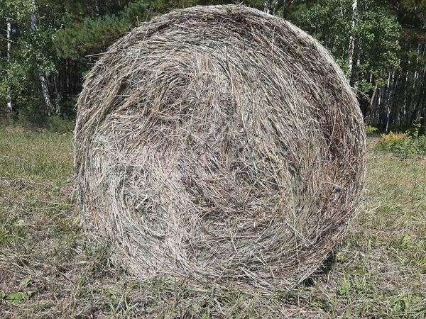 Collected Hay Rolled Shape Cylinder Daylight Outdoor Shooting Close — Stock Photo, Image