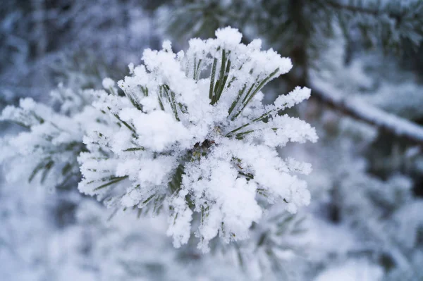 Ramos Árvores Neve Casaco Neve Noite Agulhas Pinheiro Neve Decoração — Fotografia de Stock