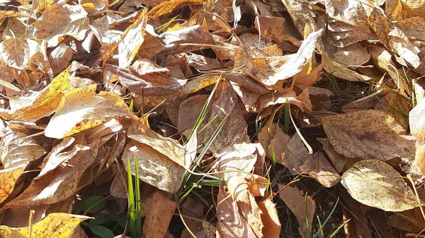 Foglie Secche Una Giornata Sole Fine Autunno Terreno Coperto Fogliame — Foto Stock