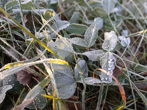 Tôt le matin. Herbe dans la rosée gelée. Les premiers rayons du soleil. — Photo