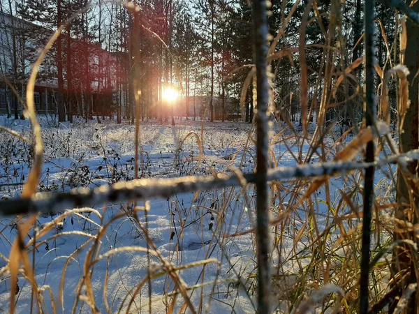 Evening Sun Sets Outlines Trees Crystals Fence Blue Snow Visible — Stock Photo, Image