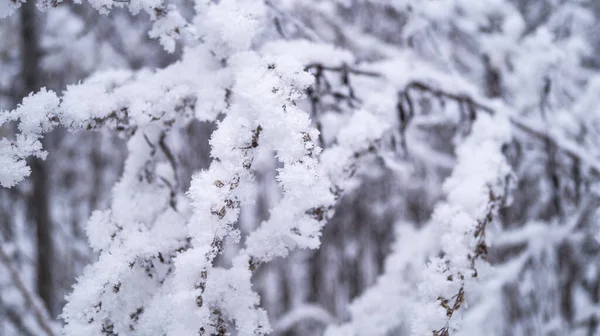 Des Branches Arbres Dans Neige Manteau Neige Soirée Aiguilles Pin — Photo