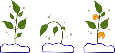 Yeşil filiz. Bir dizi illüstrasyon, solmuş filiz, çiçek. bitki simgesi beyaz arkaplanda izole edildi. 