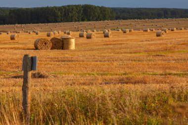 Kesilen samanların silindirik demetleri alana yayıldı.
