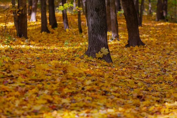 Herbstlandschaft Teppich Aus Abgefallenen Ahornblättern — Stockfoto