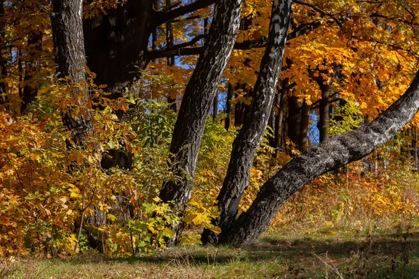 Jesienny Krajobraz Zakrzywione Pnie Brzozy Tle Żółtych Jesiennych Liści — Zdjęcie stockowe