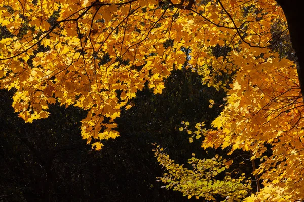 Paisaje Otoñal Hojas Arce Amarillo Fondo Bosque Verde — Foto de Stock