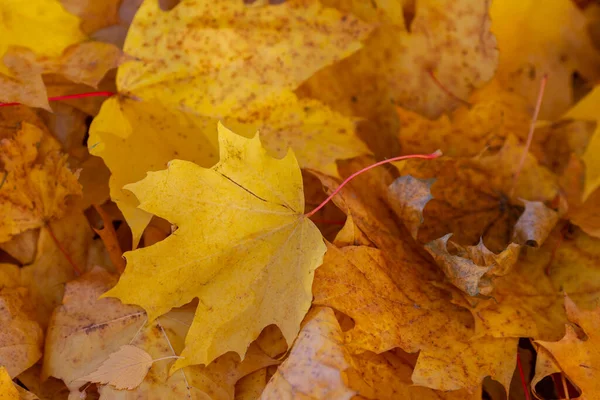 Fondo Otoñal Hojas Arce Amarillo Caído — Foto de Stock