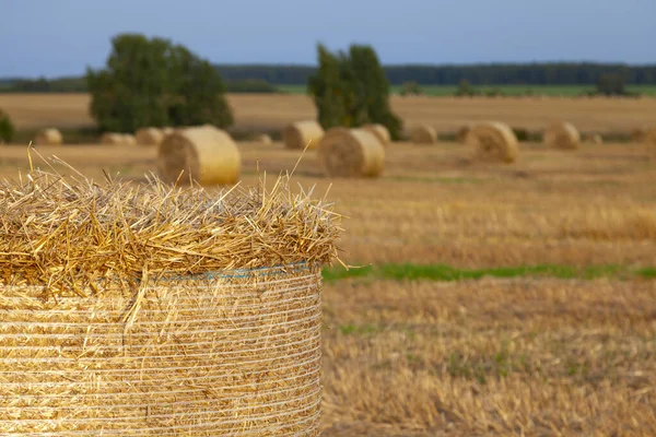 Mown Wheat Field Straw Rolled Rolls — Foto Stock