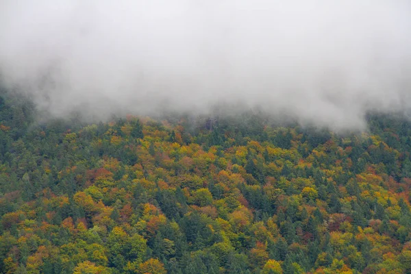 Dichter Weißer Nebel Über Dem Herbstlichen Nadelwald — Stockfoto