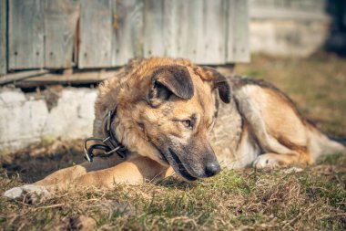 Dog on a summer day in the sunlight