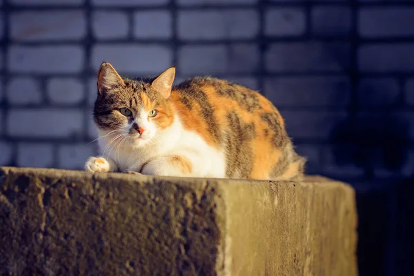 Photo Gros Plan Chat Prélassant Soleil — Photo