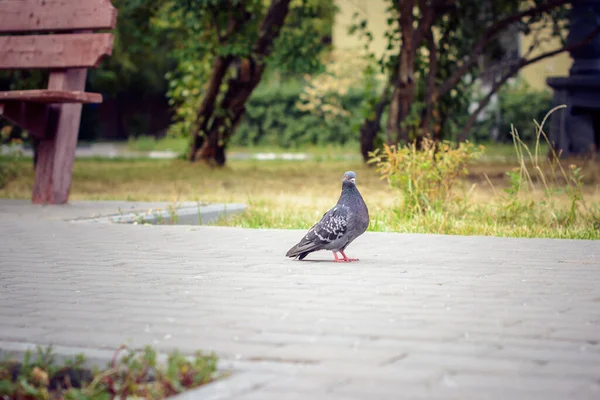 一只鸽子在公园里散步的照片 — 图库照片