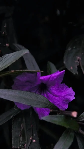 Purple flower in the shadow