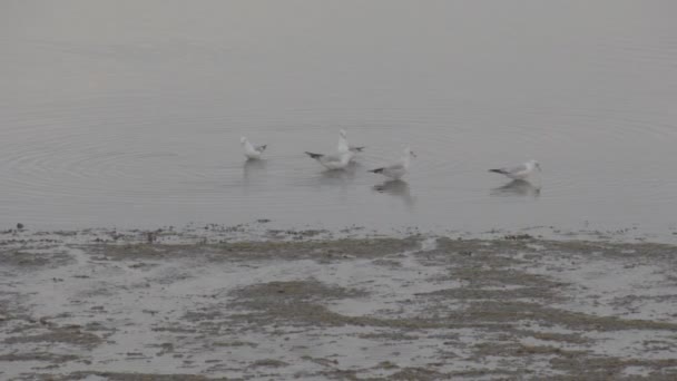 Seagulls Eating Water Shot Waves Ocean Footage You Grade Way — Stok video