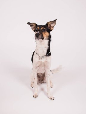 Beyaz-siyah köpek beyaz arka planda oturuyor.