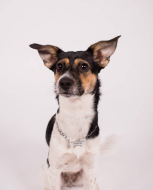 Beyaz-siyah köpek beyaz arka planda oturuyor.