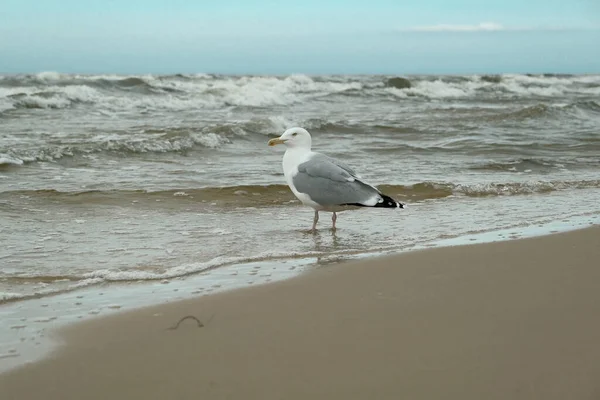 Чайка Летом Пляже Море — стоковое фото