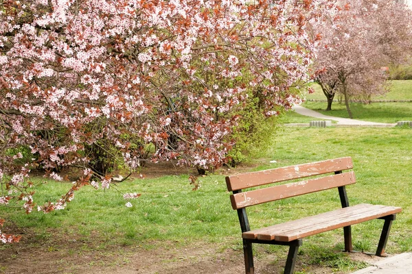 Zweige Von Rosa Mandelbäumen Blühen Tapetentextur Frühling Blühende Bäume — Stockfoto