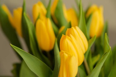 Oturma odasının içinde çiçekler var. Masada bir buket taze lale. Sarı laleler pencerenin yanındaki masada.