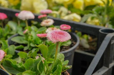 Renkli bir demet karışık çiçek yakın çekim. Renkli çiçekler