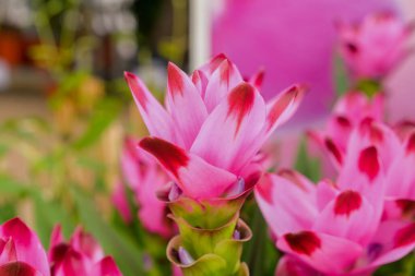 Renkli bir demet karışık çiçek yakın çekim. Renkli çiçekler