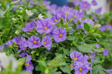 Renkli bir demet karışık çiçek yakın çekim. Renkli çiçekler