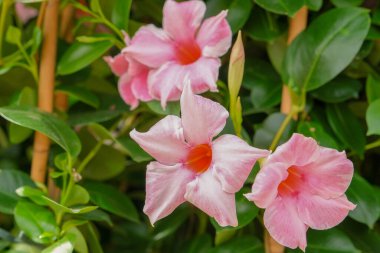 Renkli bir demet karışık çiçek yakın çekim. Renkli çiçekler