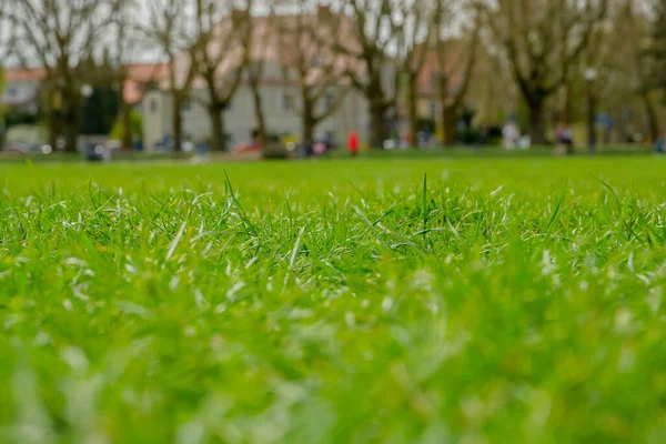 Close Yellow Dandelions Middle Bright Juicy Green Grass Green Juicy — Stock Photo, Image