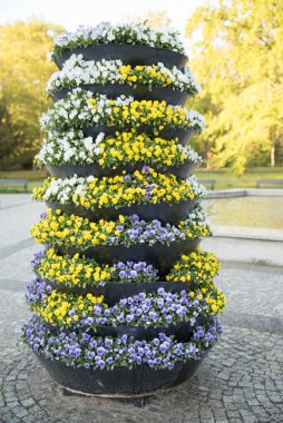 Bahar çiçekleriyle süslü saksılar viola cornuta canlı menekşe ve sarı renkte, mor sarı menekşeler çiçek saksılarında, balkon bahçesinde çitlere asılı açık hava renkli çiçekler saksılarda.