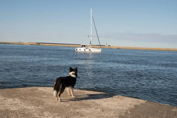Girl Dog Shore Looking Sailboat — Stockfoto