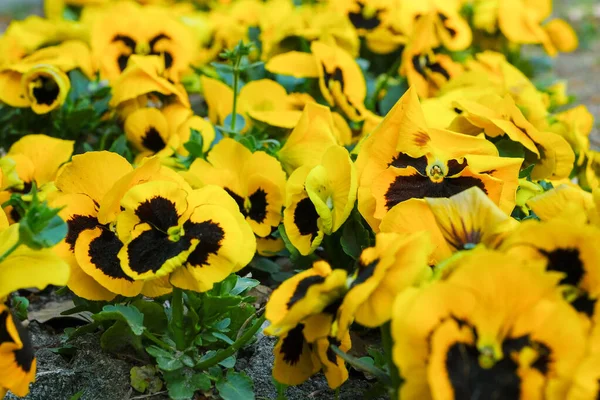 Decorative Flower Pots Spring Flowers Viola Cornuta Vibrant Violet Yellow — Zdjęcie stockowe