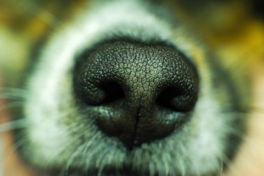 Köpek burnunu kapat. Bir köpeğin burnunun makro görüntüsü.