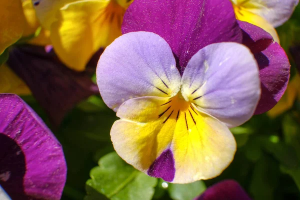 Kolorowe Kwiaty Bliska Makro Fotografia Kwiatów — Zdjęcie stockowe