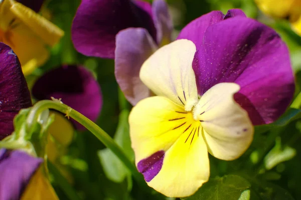Kolorowe Kwiaty Bliska Makro Fotografia Kwiatów — Zdjęcie stockowe