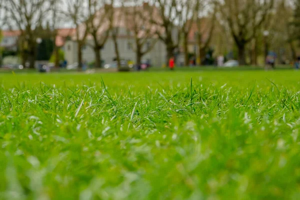 Grünes Gras Aus Nächster Nähe Natürlicher Hintergrund Saftig Grünes Gras — Stockfoto