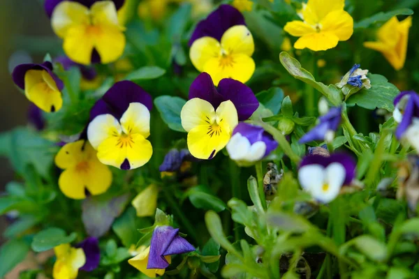 Güzel Bahçe Çiçekleri Parktaki Çiçekler — Stok fotoğraf