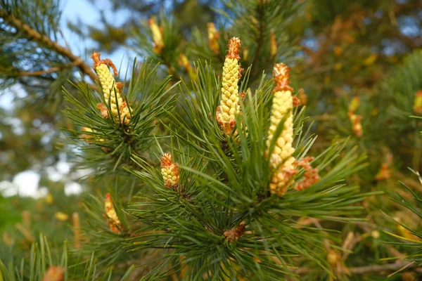 Flowering Coniferous Trees Pine Blossom Yellow Flowering Buds — Stock Photo, Image